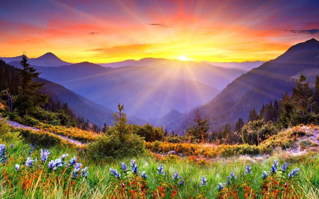 The sun shining over mountains onto a meadow of flowers and trees