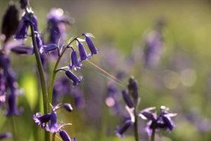 A close up of some bluebell flowers