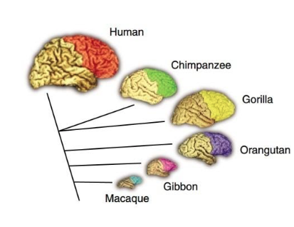 Diagram of various mammalian brains