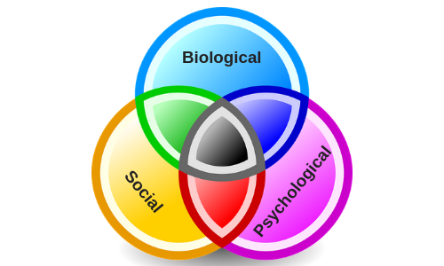 A venn diagram that has 3 circles; biological, psychological and social.