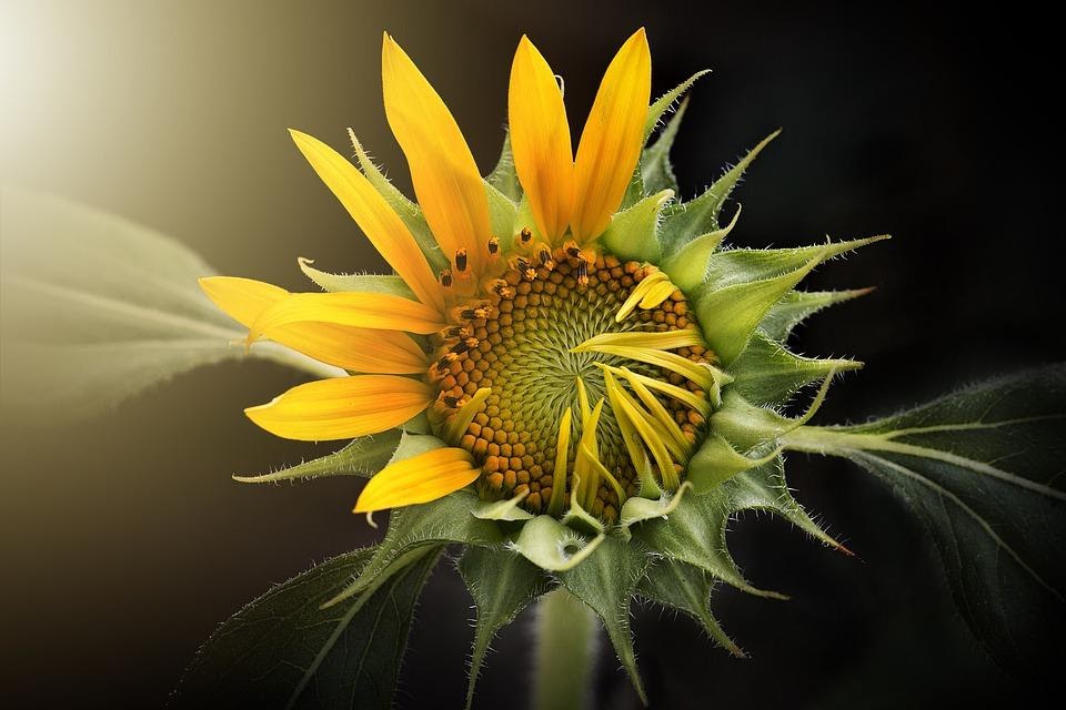 A close up of the inside of a flower