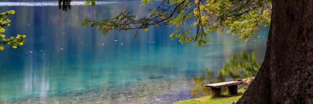 bench under tree next to lake