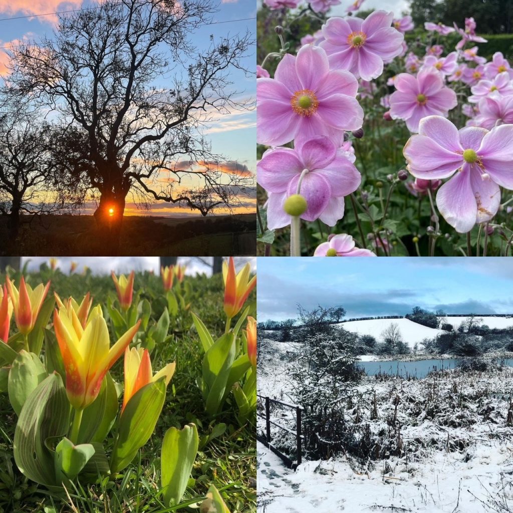 Photographs from different seasons. The un shining through a tree, Pink flowers, orange and yellow tulips and a snowy pondscape.
