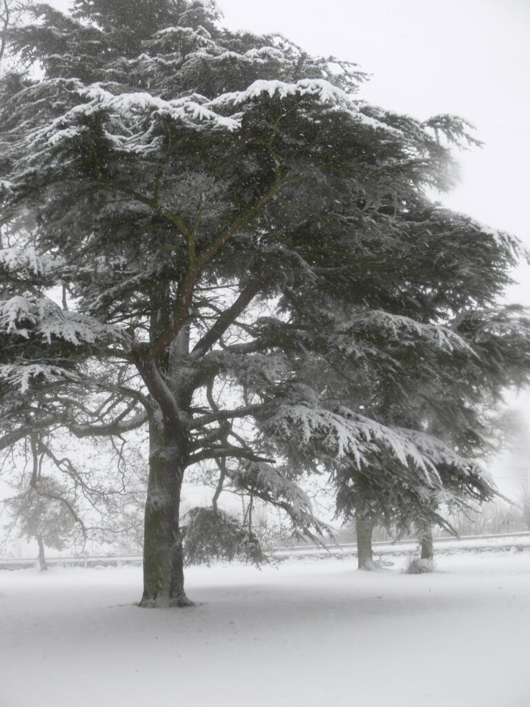 Tree in the snow.