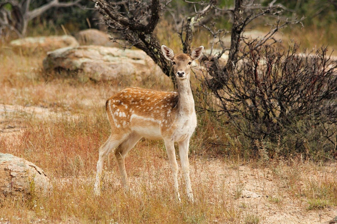 A deer standing still.