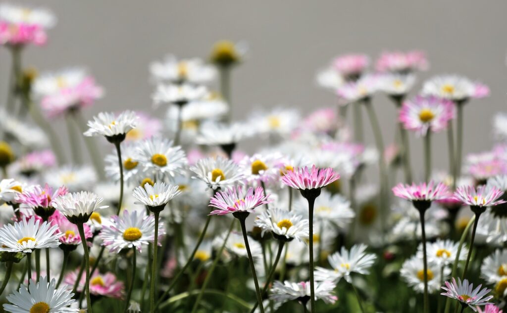 daisies.
