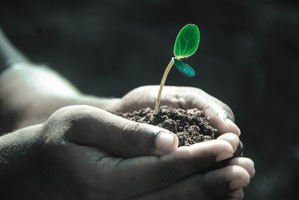 a person holding some soil with a small shoot coming out of it.