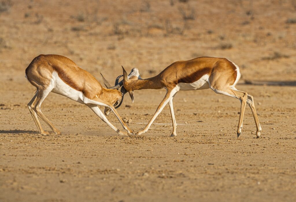 Antelope fighting