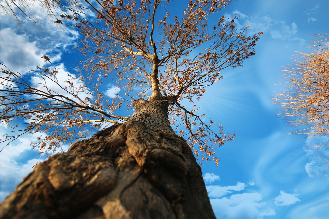 Looking at a tree from its routes.