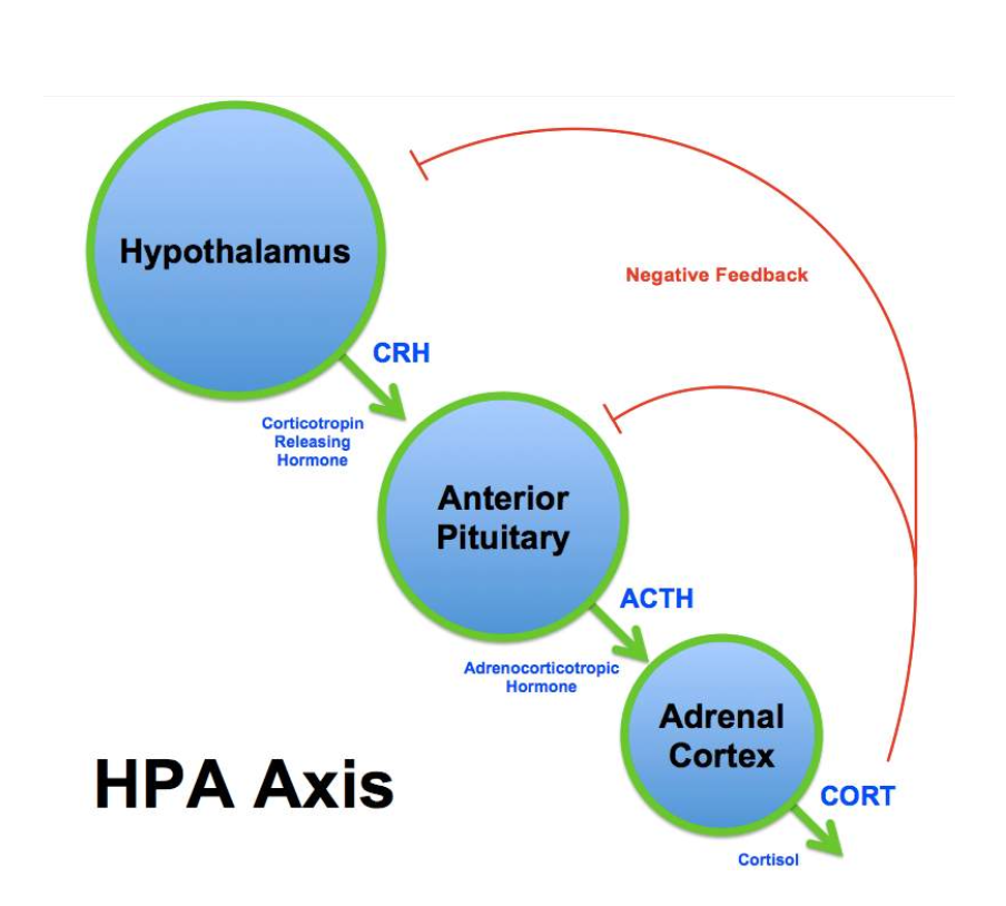 HPA axis diagram explanation. The diagram begins with the Hypothalamus. There is an arrow extending from the Hypothalamus to the Anterior Pituitary. This arrow represents the Corticotropin Releasing hormone. There is then an arrow extending from the Anterior Pituitary to the Adrenal cortex. This arrow represents the Adrenocorticotropic Hormone. There is then an arrow which extends from the Adrenal cortex to the Anterior Pituitary and the Hypothalamus. This arrow represents Cortisol and the negative feedback of cortisol to both areas.
