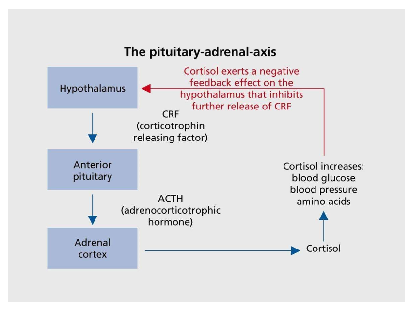 The Pituitary-Adrenal-Axis The Hypothalamus, Anterior Pituitary and Adrenal Cortex are all interconnected by arrows. The arrow extending from the Hypothalamus to the Anterior Pituitary resembles CRF (Corticotrophin Releasing Factor). The Anterior Pituitary has an arrow extending to the Adrenal Cortex. This arrow resembles ACTH Adrenocorticotrophic Hormone). Cortisol extends from the Adrenal Cortex Cortisol back to the Hypothalamus. Cortisol increases: blood glucose, blood pressure and amino acids. It also exerts a negative feedback effect on the Hypothalamus that inhibits further release of CRF.