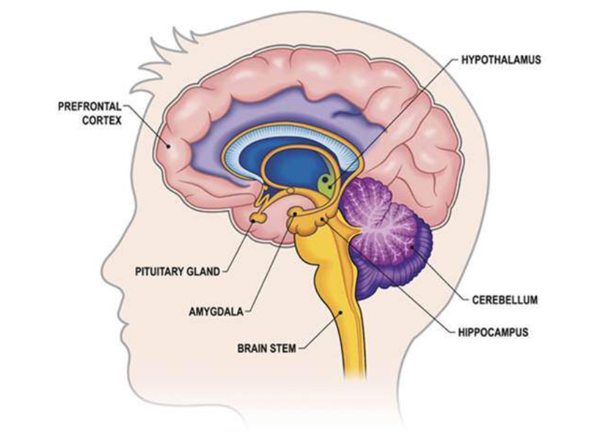 Parts of the brain involved in the HPA axis diagram. Pointing out: the Hippocampus, Cerebellum, Hypothalamus, Brain stem, Amygdala, Pituitary Glad and Prefrontal Cortex.