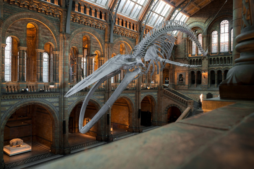 A museum hall with a giant skeleton in the middle of it.