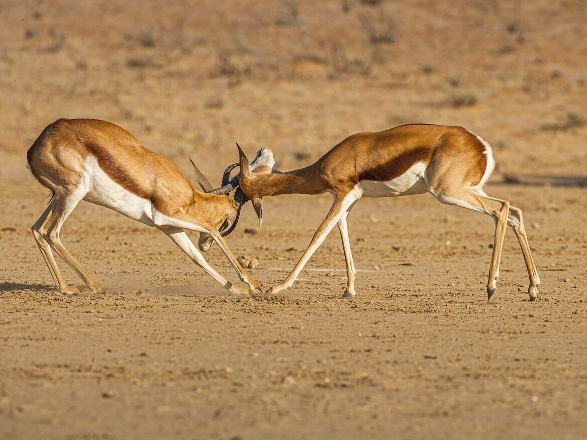 Antelope fighting