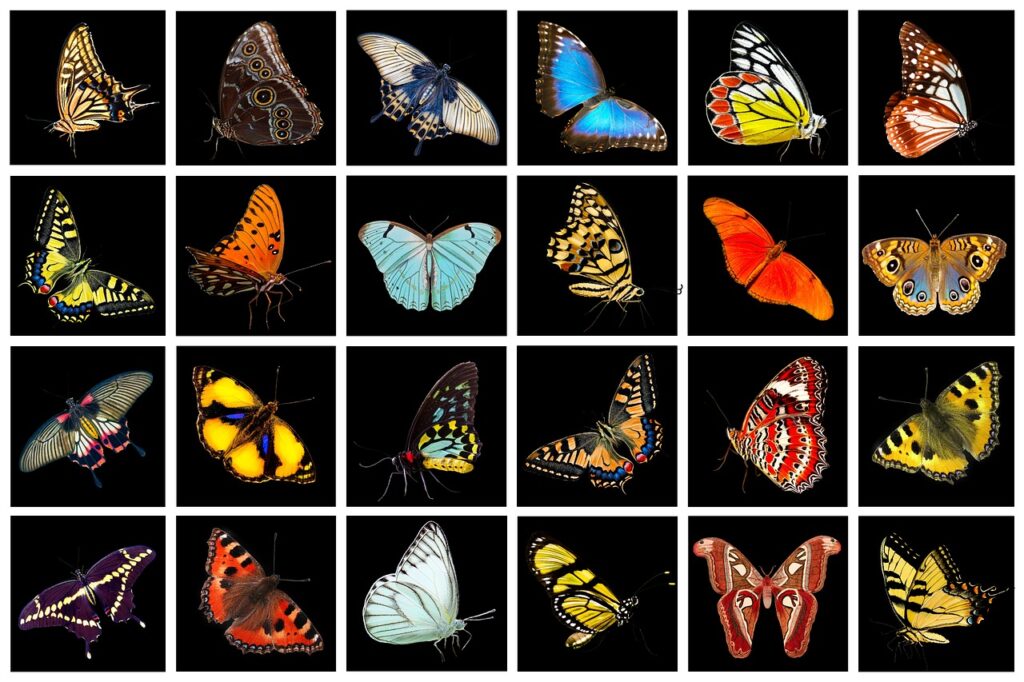 A selection of different butterflies.