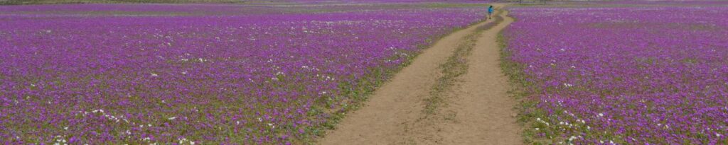 a field of purple flowers.