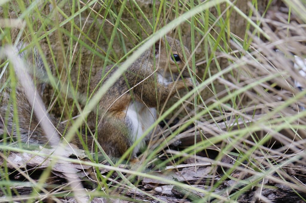 squirrel hiding