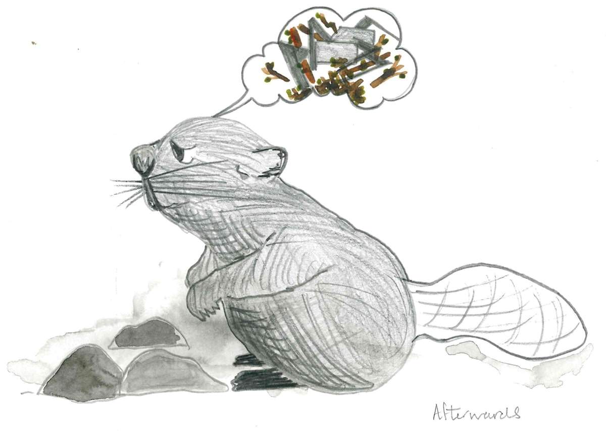 a beaver.