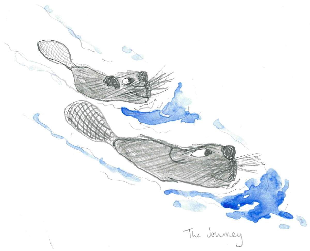 two beavers swimming.