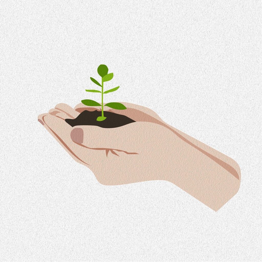 plant cutting growing in the soil