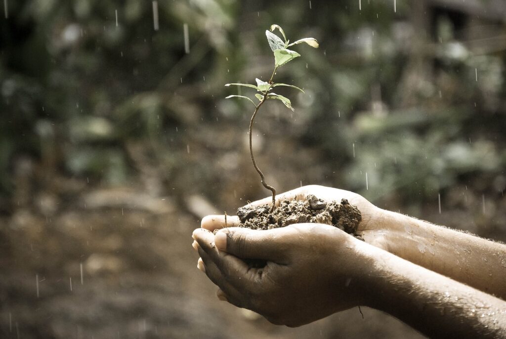 Plant being held in person's open hands.