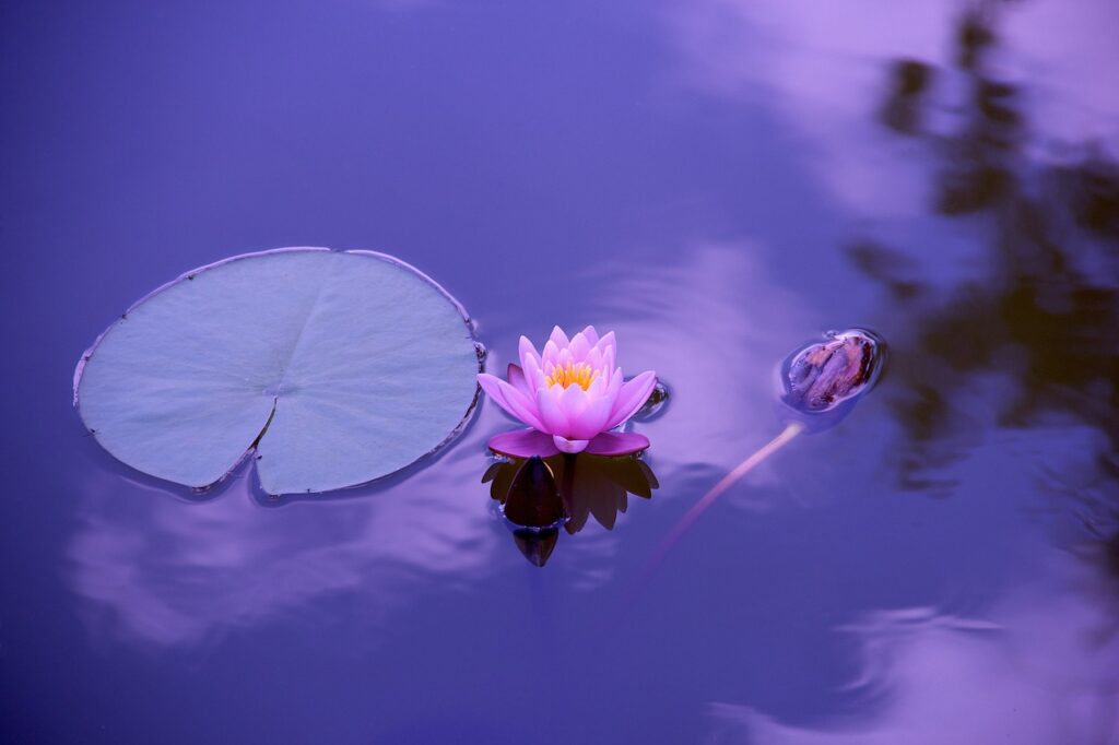 lotus flower.