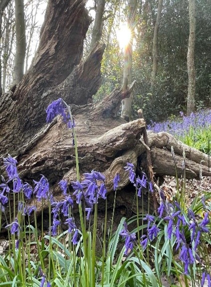 Bluebells under a tree in the sun.