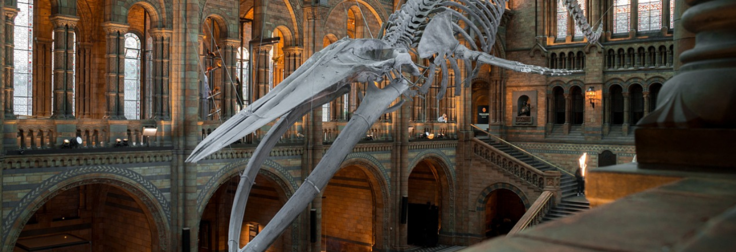 A museum hall with a giant skeleton in the middle of it.