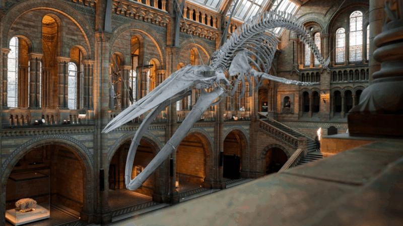 A museum hall with a giant skeleton in the middle of it.