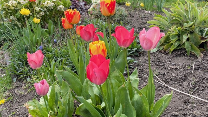 Tulips