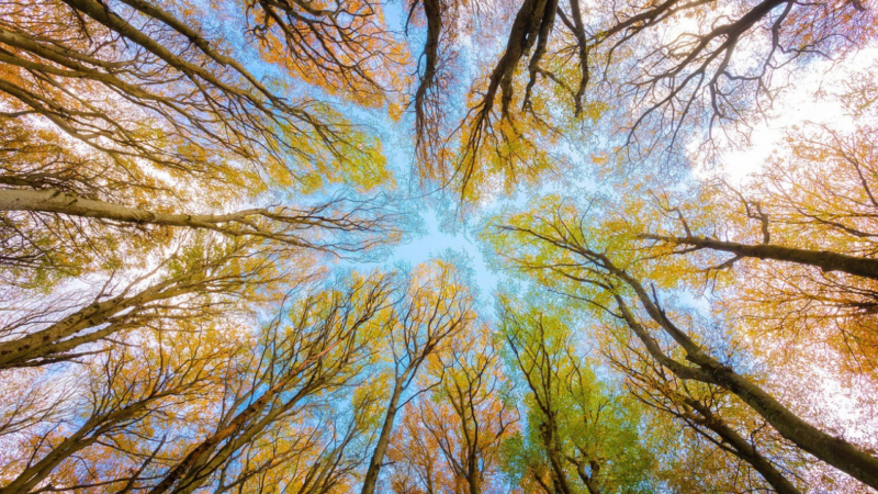 trees