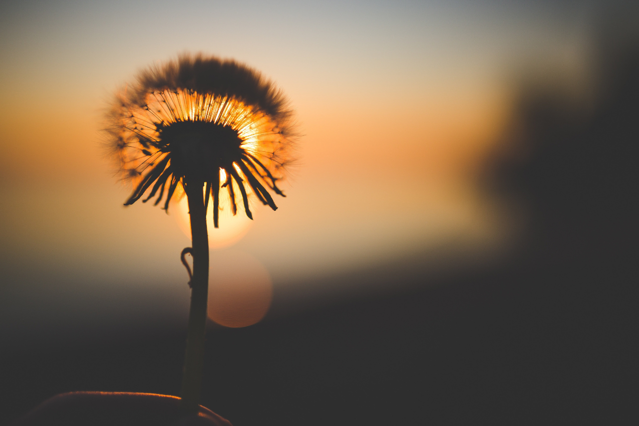 dandelion