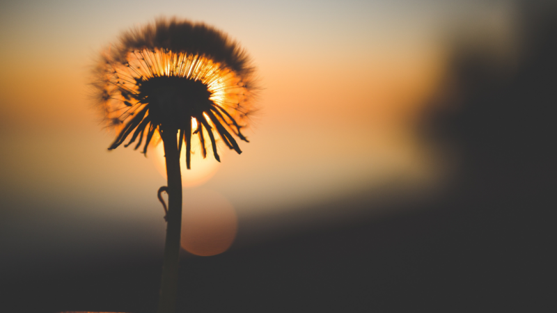 dandelion