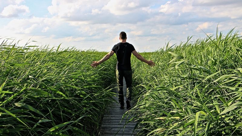 man walking through field of wheat