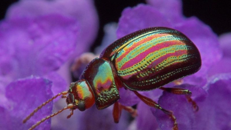 an insect on purple flowers